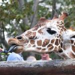 Cheyenne Mountain Zoo