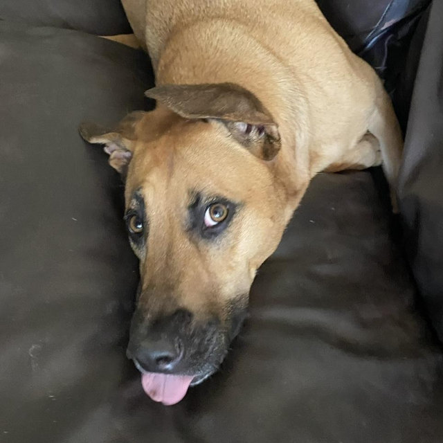 Pet Sitter For Our Honeymoon