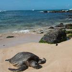 Laniakea Beach