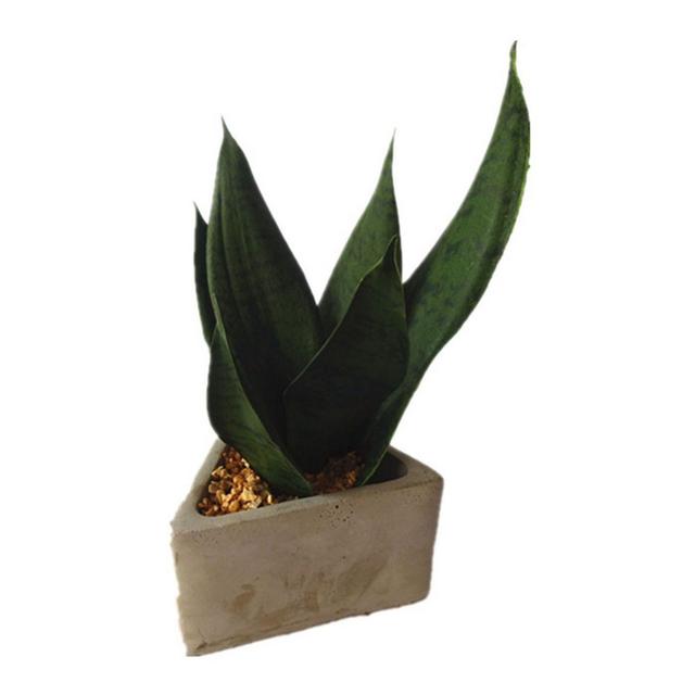 Potted Sanseveria in Cement Triangle Pot