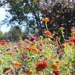 Denver Botanic Gardens