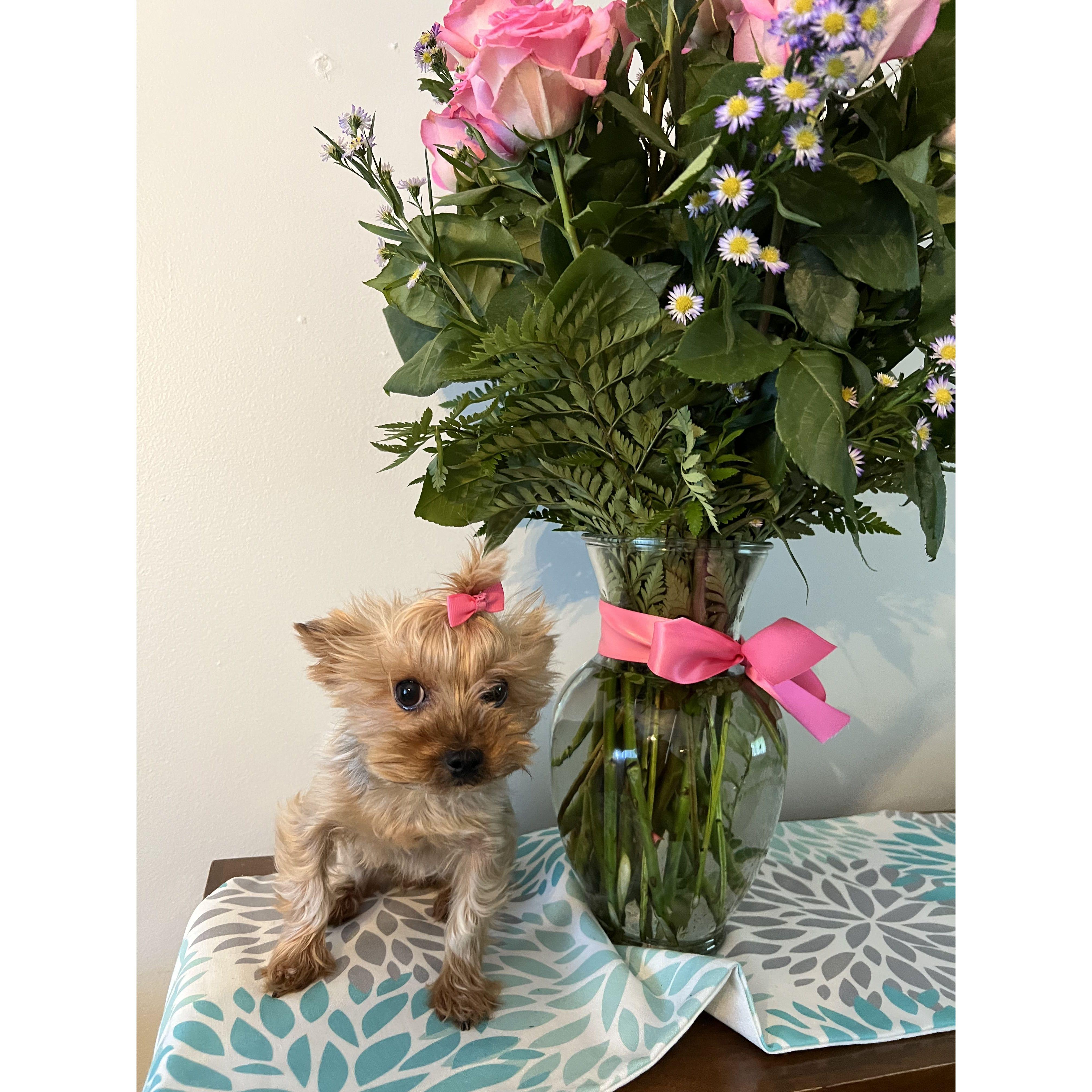 Flowers Phil sent for our 6th month anniversary. Coco served as a model to show how big the arrangement was!