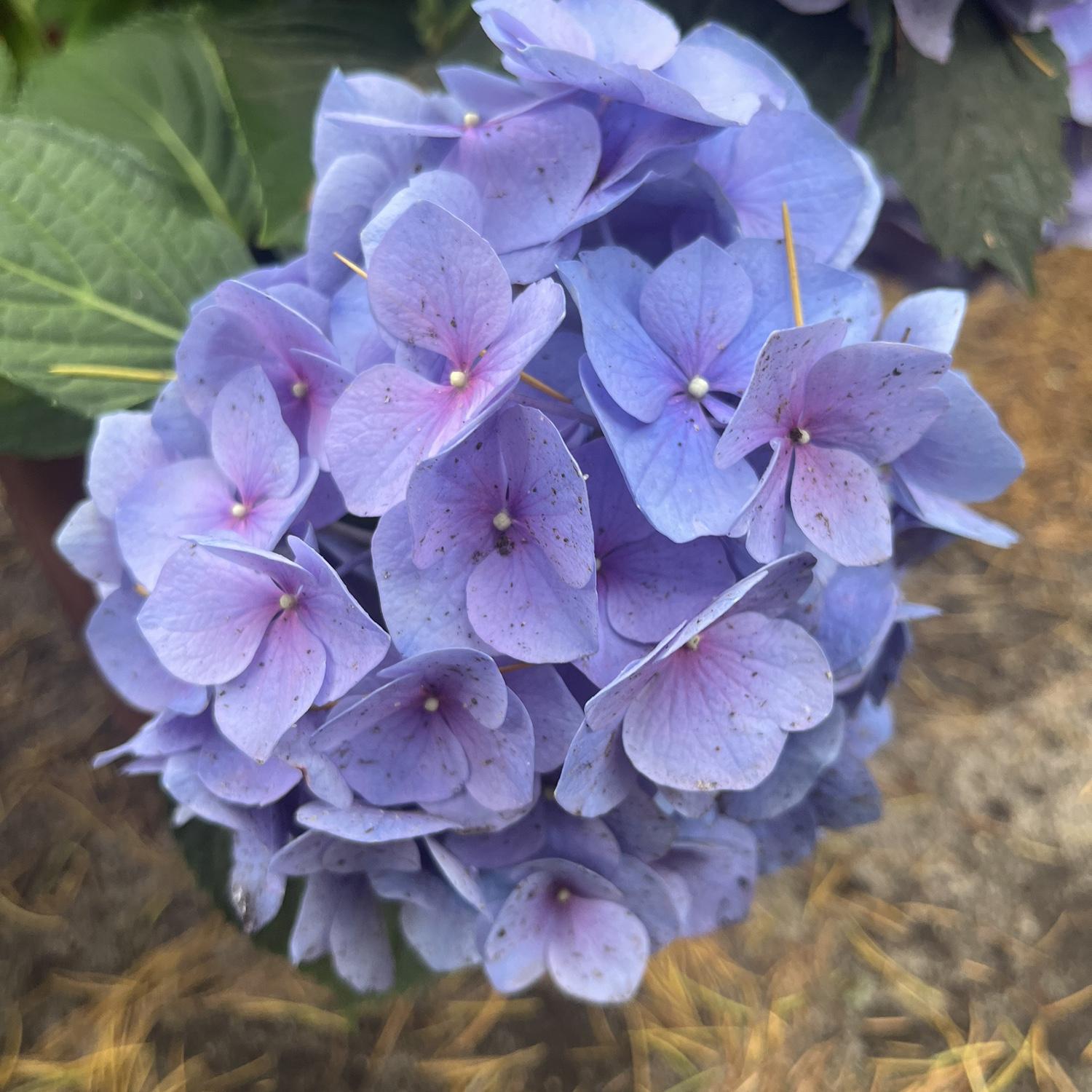 Gorgeous hydrangeas at the junk shop zoo. We love Dunrovin!!
