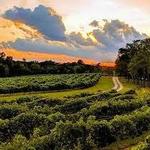 Byrd Cellars