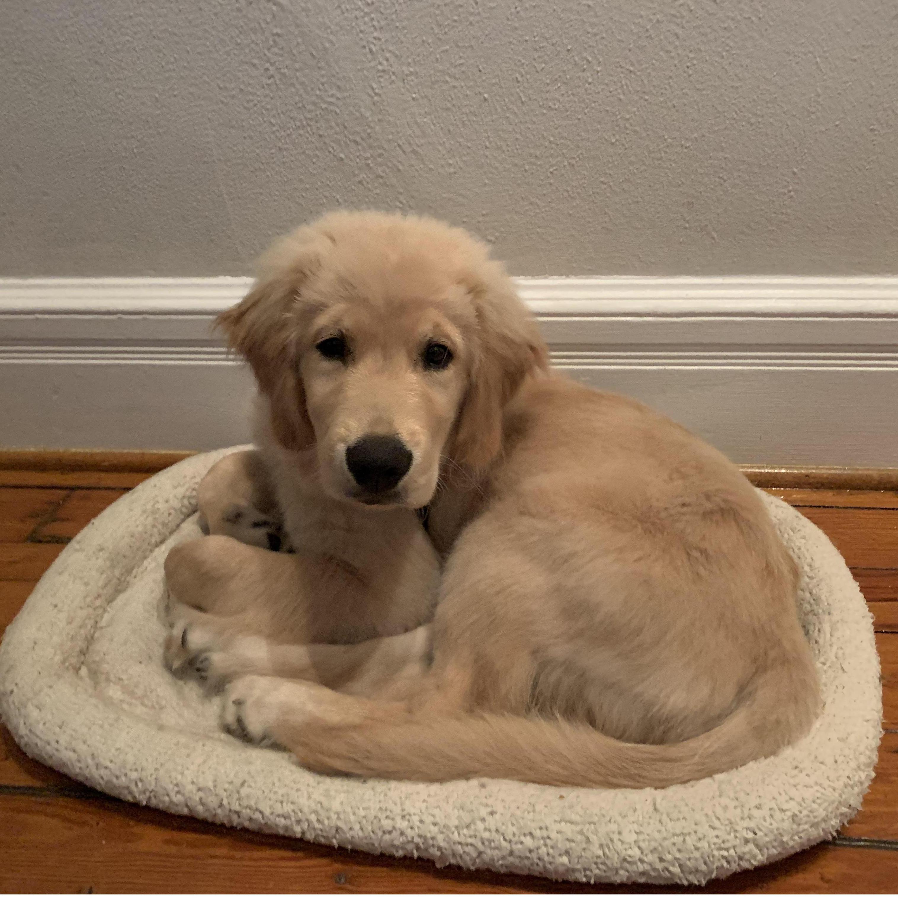 We picked Bún up at a breeder who had a 5 year old boy who helped raised the puppies from birth. He nicknamed Bún "pom-pom" because he had the fluffiest head in the litter.