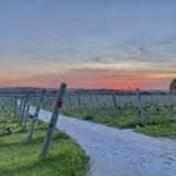 Westport Rivers Vineyard