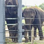Houston Zoo