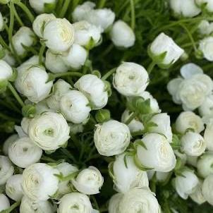 Wedding Floral Preservation