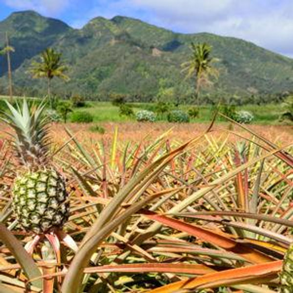 Pineapple Farm Tour Maui