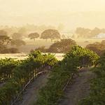 Paso Robles Wineries: Eberle Winery