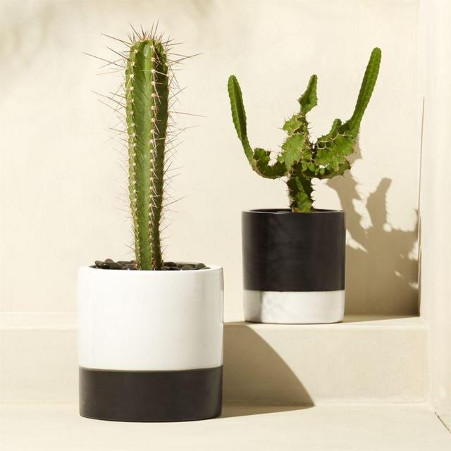 CB2 basic planters