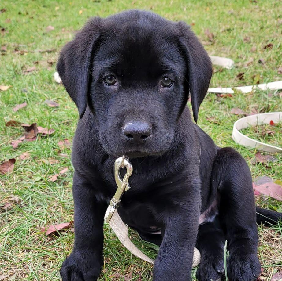 Baby Watson