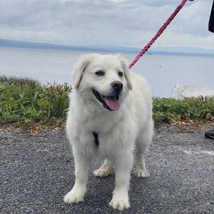 Passion 4 Paws Donation
