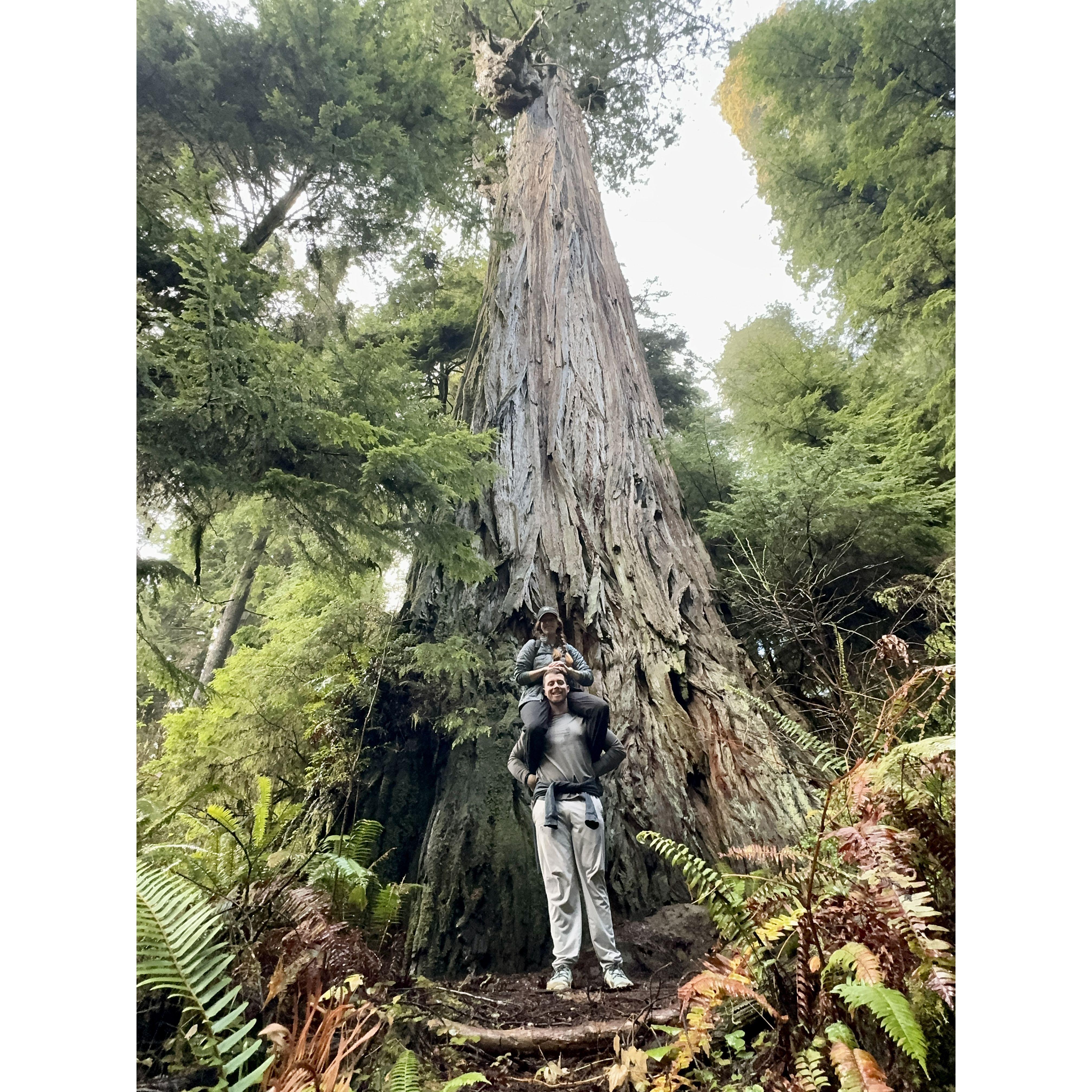 Redwood State Park, California