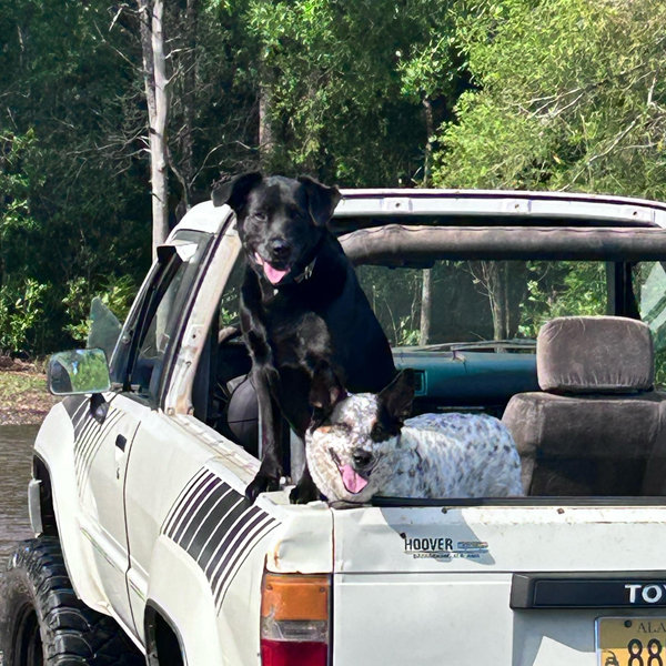 Our Pet Toy & Treat Fund