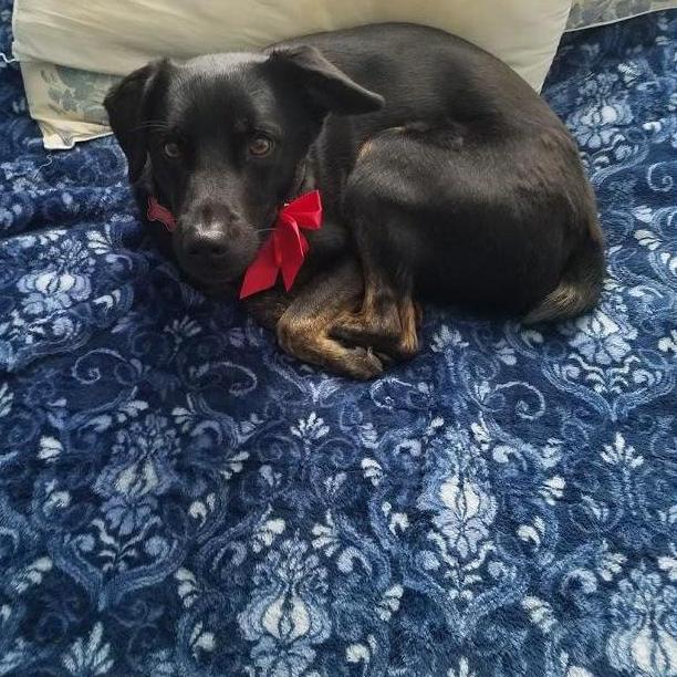 Our dog Juniper