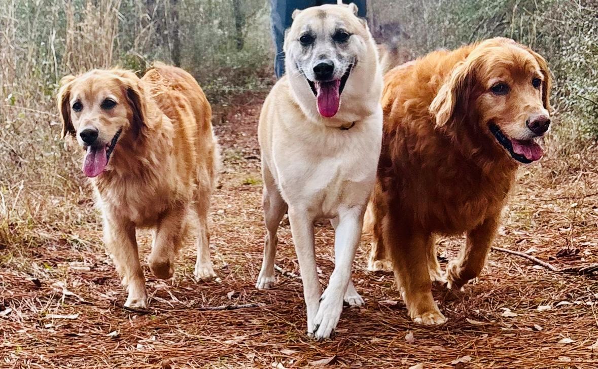 The Wedding Website of Kayleigh Denny and Mitchell Theologos