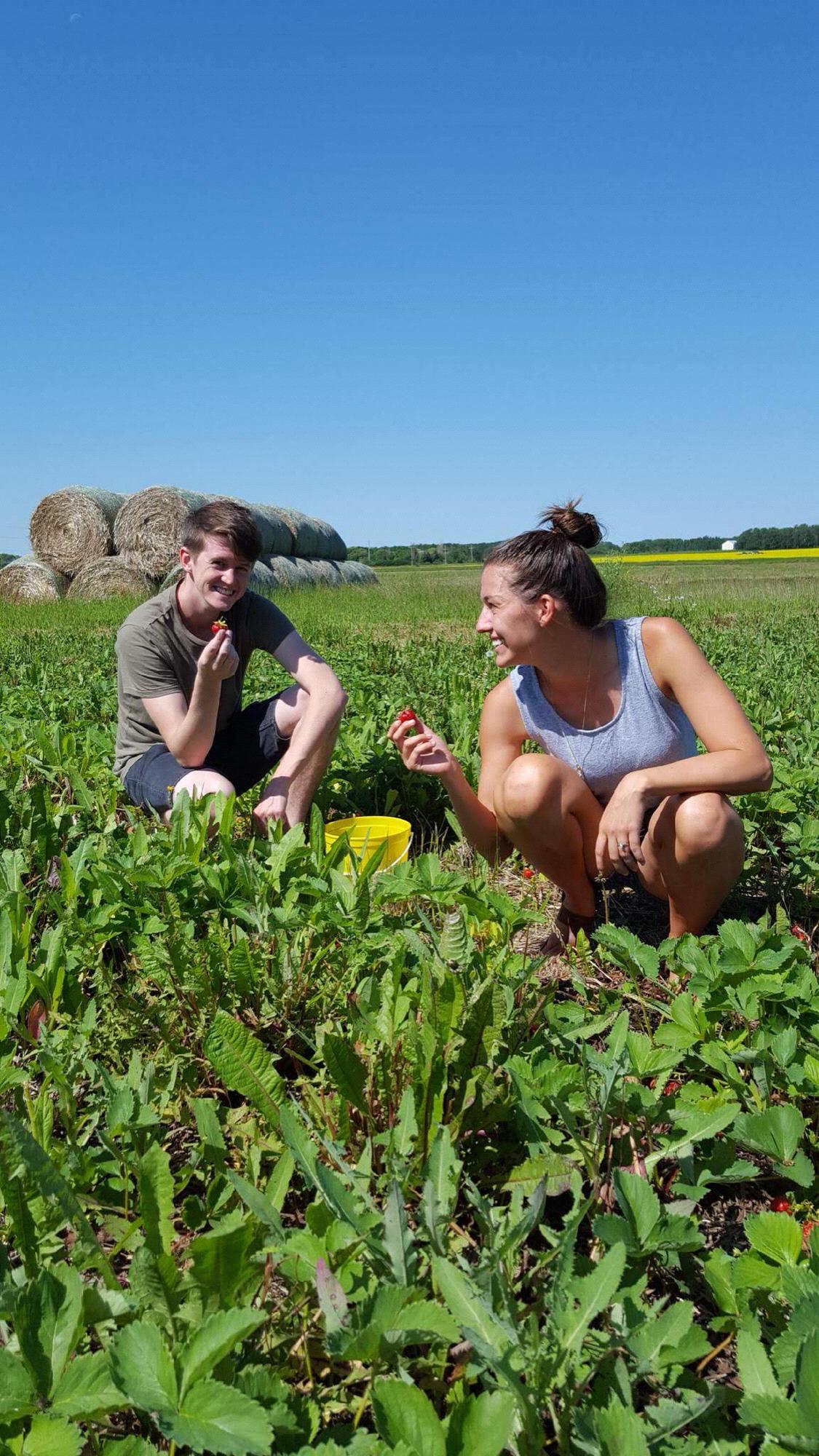 Strawberry Picking
Swan River, Saskatchewan