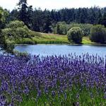 Pelindaba Lavender Farm