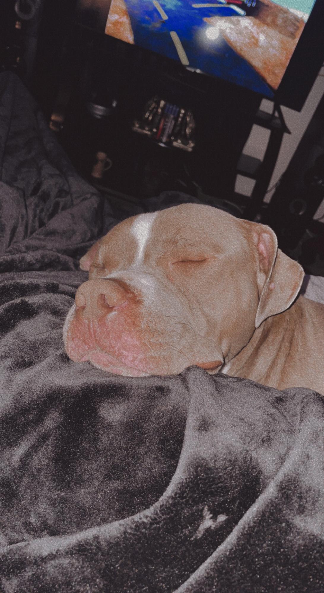 Our furbaby Loki!