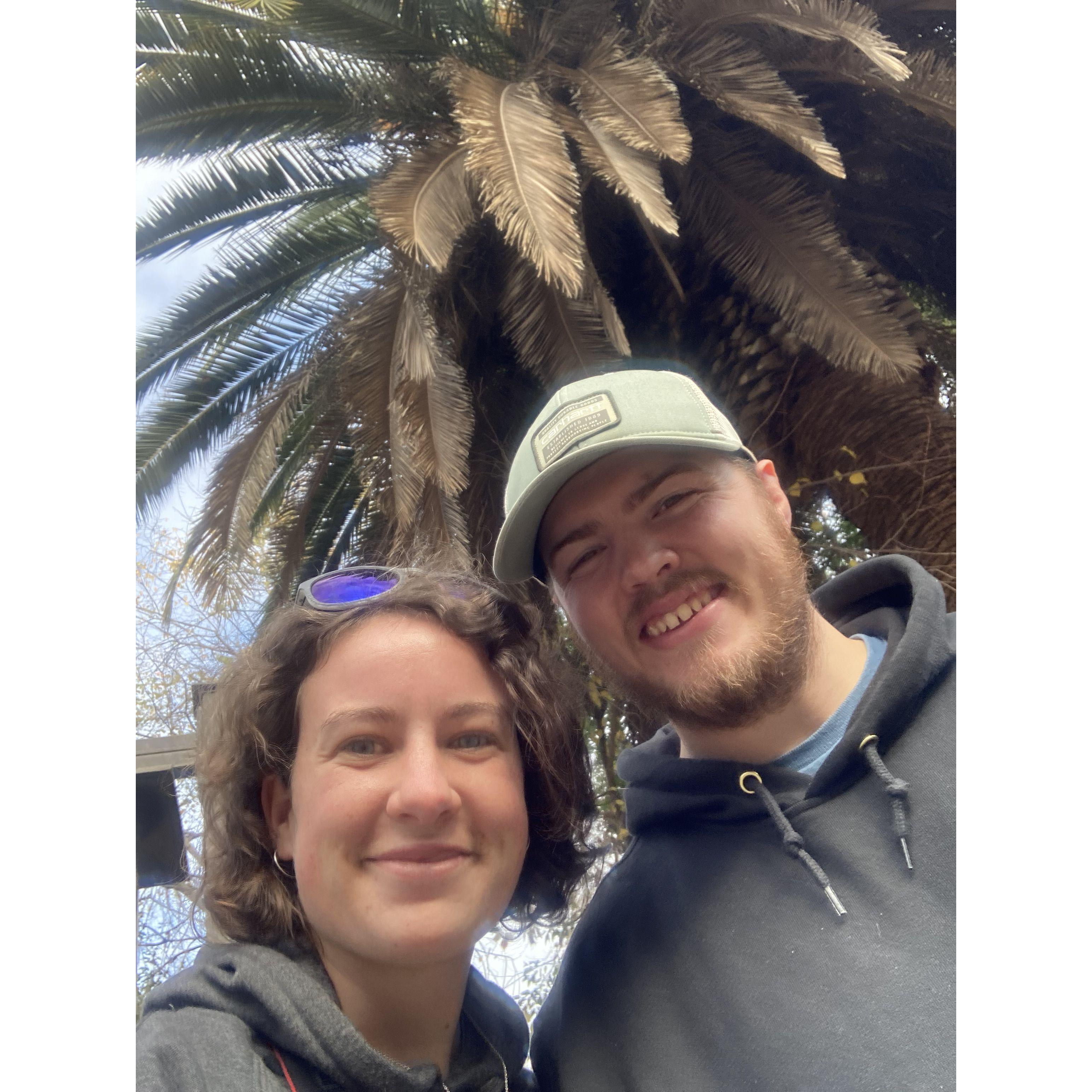 First palm trees in California