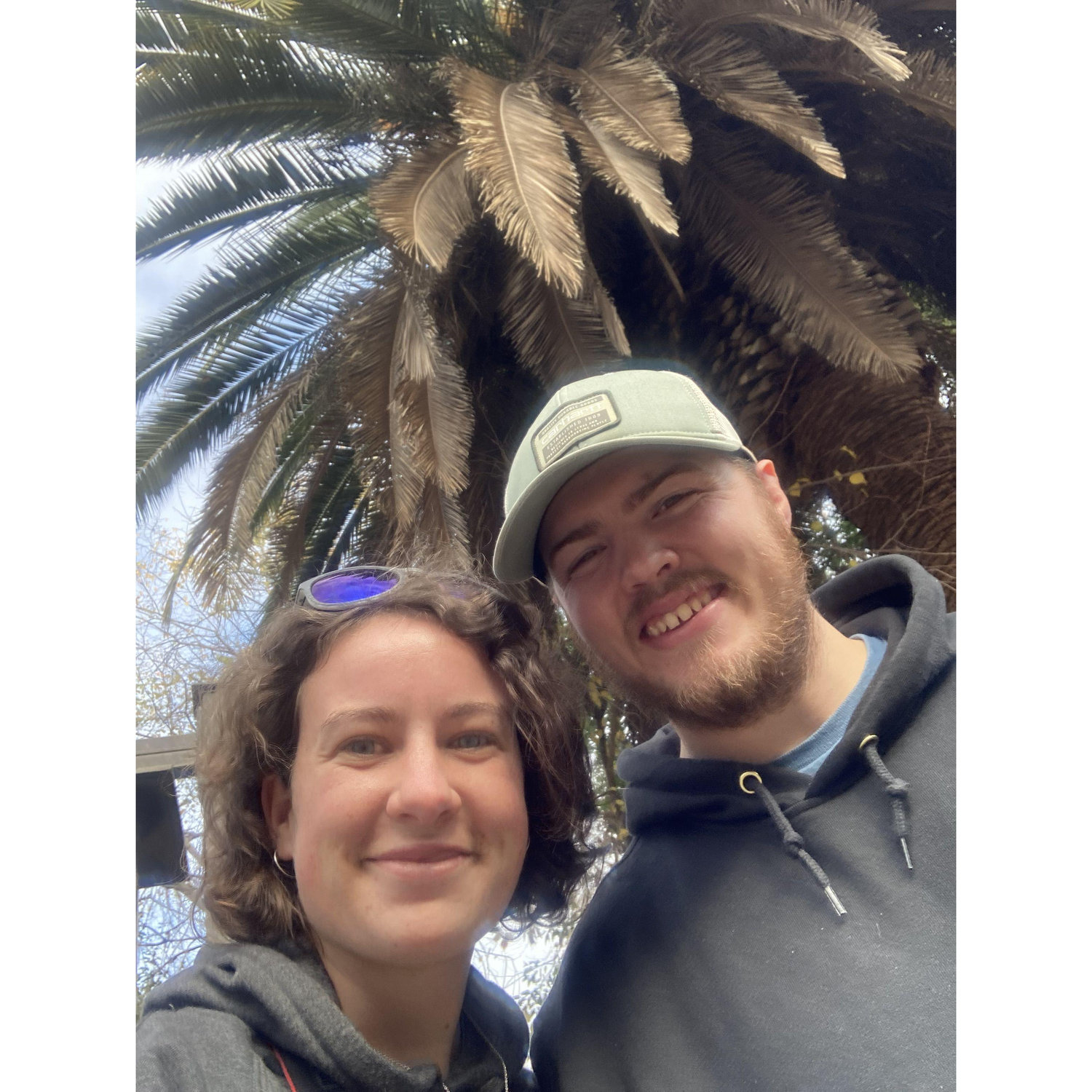 First palm trees in California