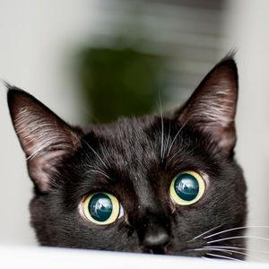 Future Pet Fund