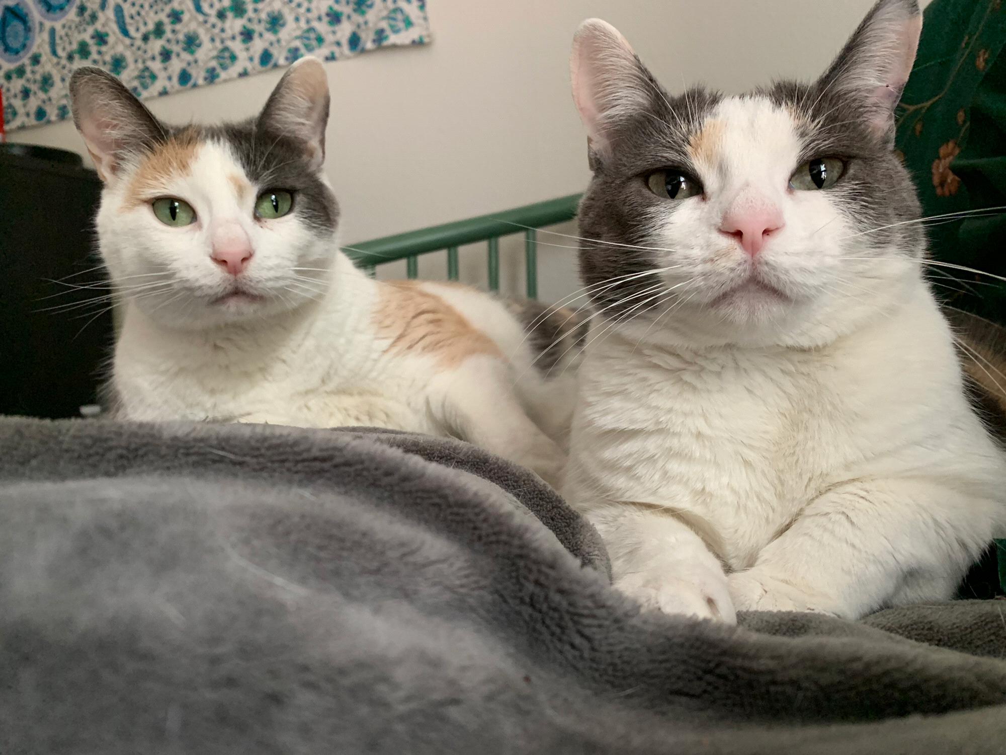 Hide and Seek in all their glory. Mommy and Daddy still love you even when you keep them up all night for pets and juvs.