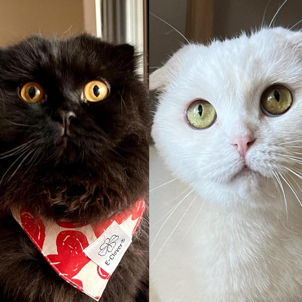 Squid & Petunia College Fund
