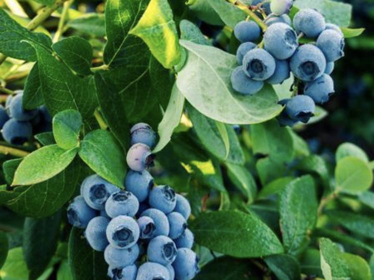 Blueberry Bush