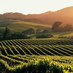 Napa and Sonoma Wine Country