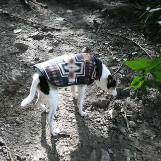Harding Pet Coat
