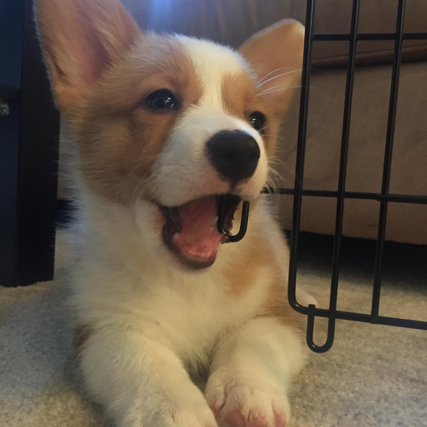 2019 - It’s baby Cali!