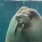 San Diego Zoo