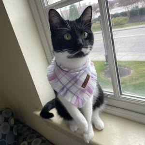 Cat Treat/Moving Fund