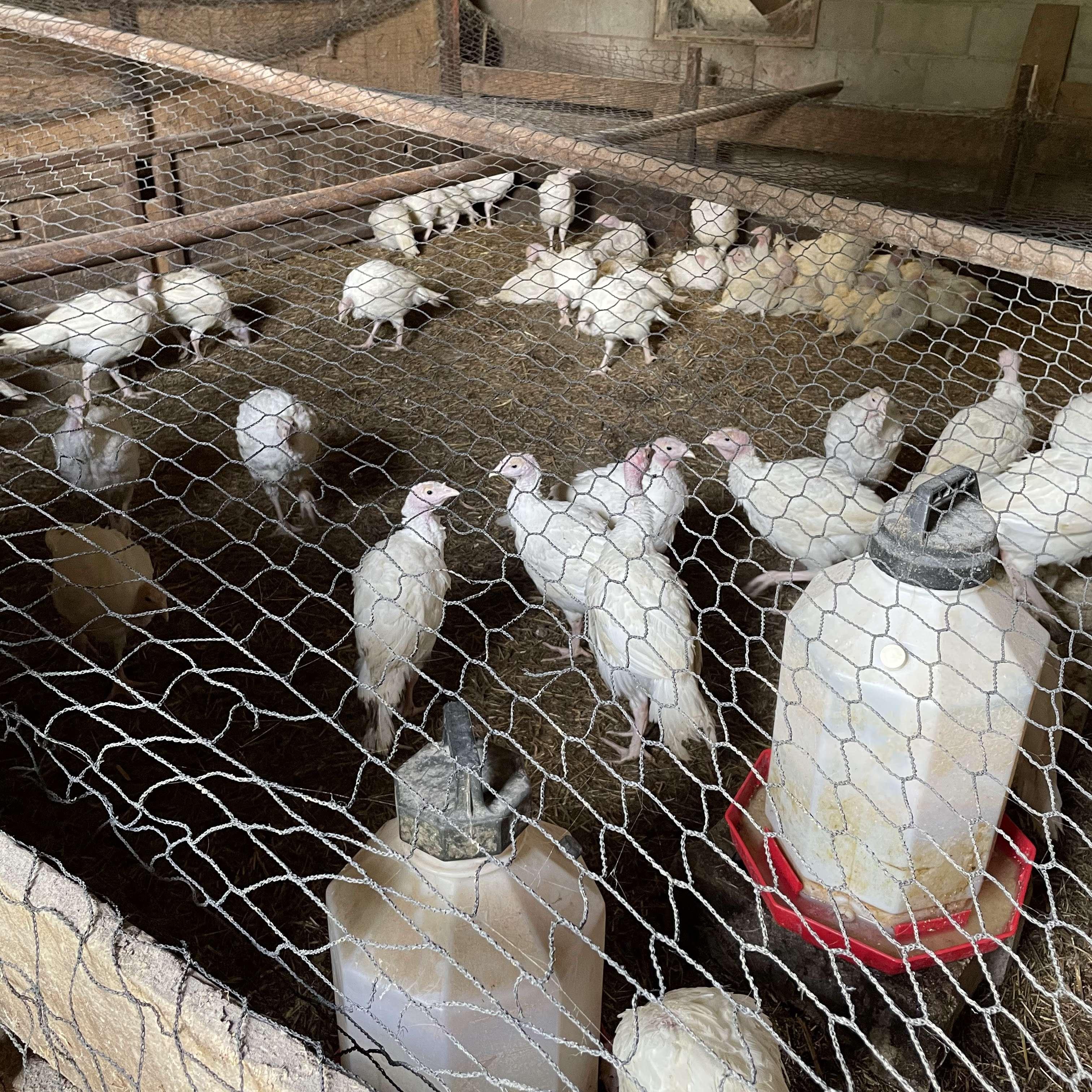 Turkeys being raised for Thanksgiving