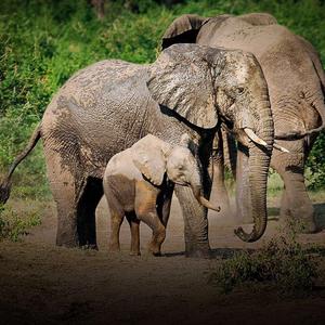 Wildlife Conservation Society