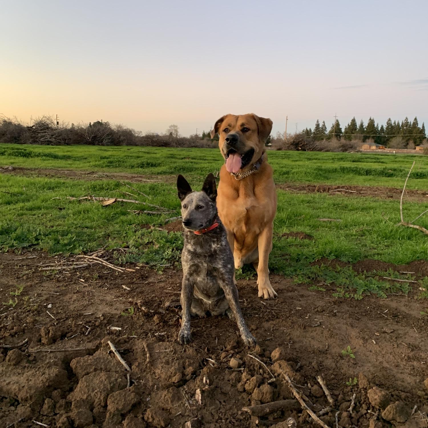 The fur children