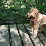 Seven Tubs Recreation Area - Pinchot Forest District