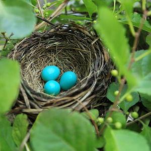 Our newlywed Nest Egg