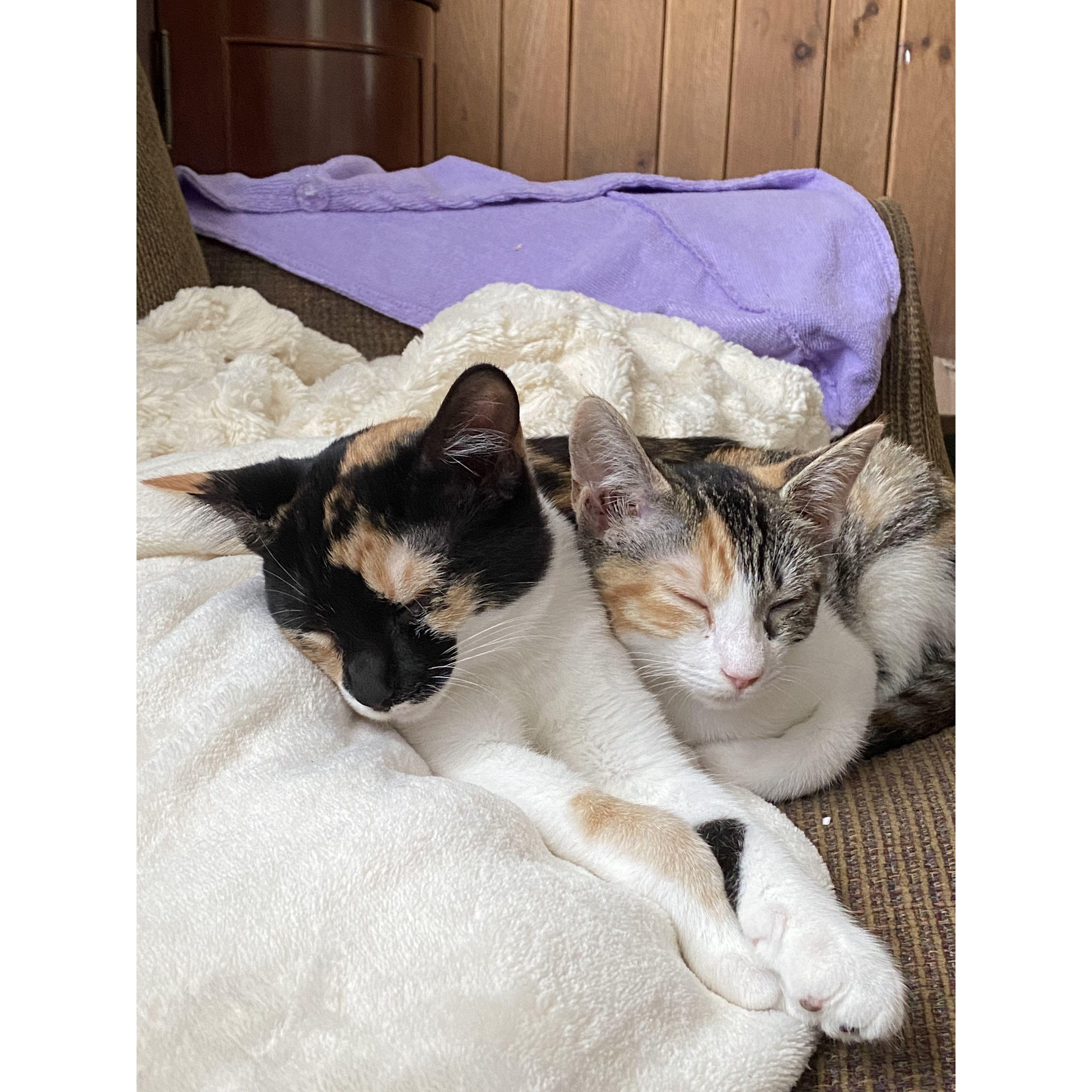 Ellie (right) and Scout (left). Scout picked Ricky and Ellie picked Toni. They were only looking to adopt one, but then they were told they're sisters and a bonded pair. They then adopted both. 2021.