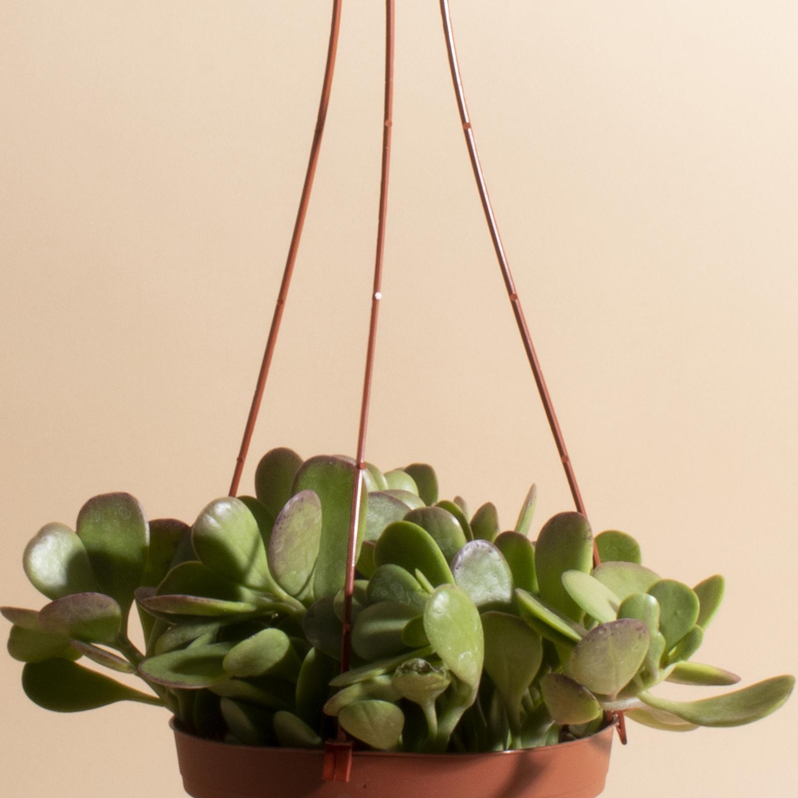 Home Botanicals Trailing Jade Succulent in 6" Grow Pot with Hanger Included - Thumbnail 4