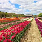 Wicked Tulips Flower Farm
