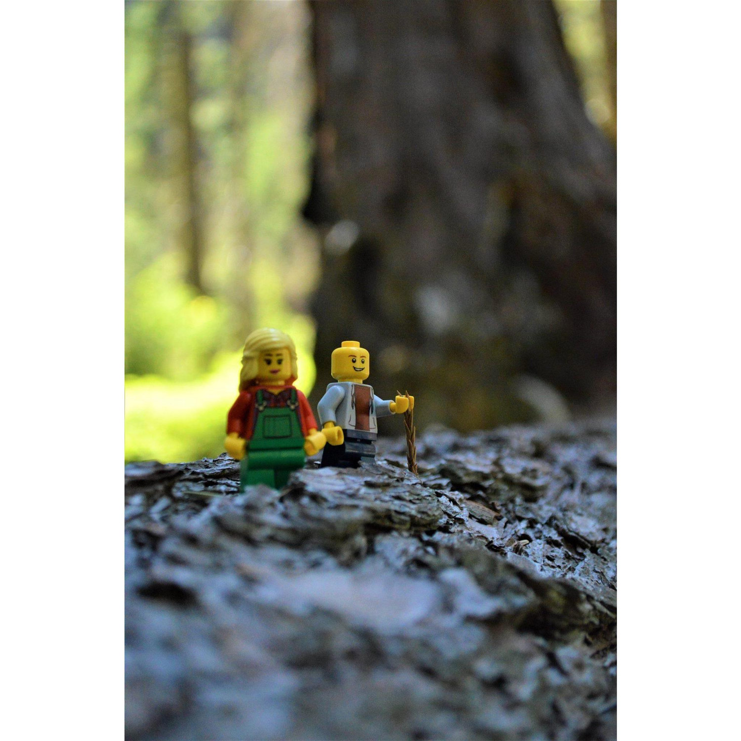 Sequoia National Forest. Summer, 2018.