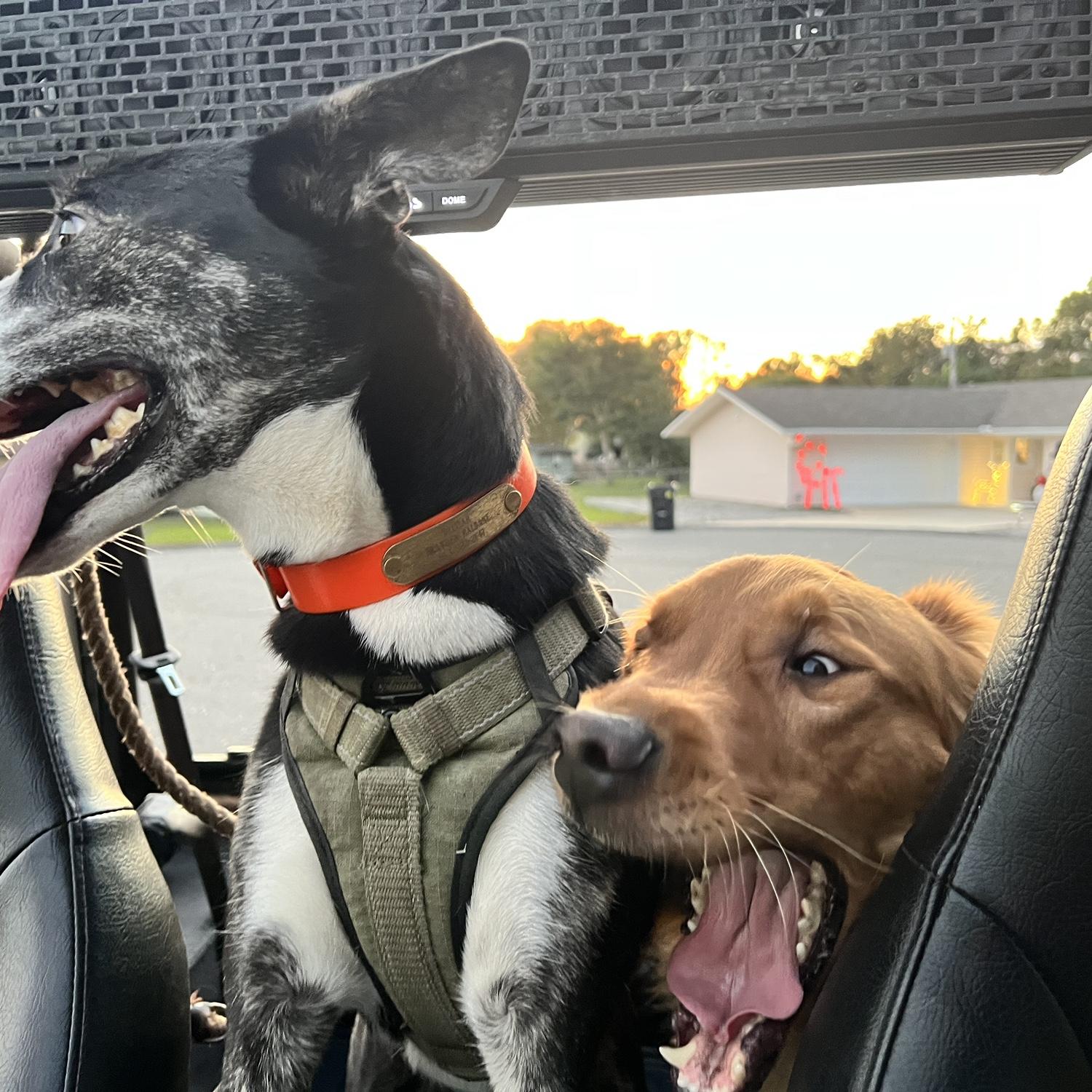 Our babies enjoying a car ride.