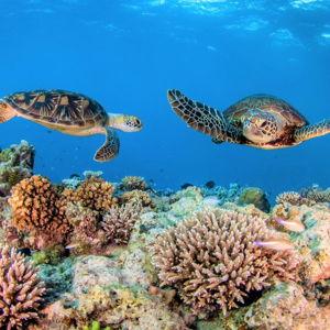 Great Barrier Reef Adventure