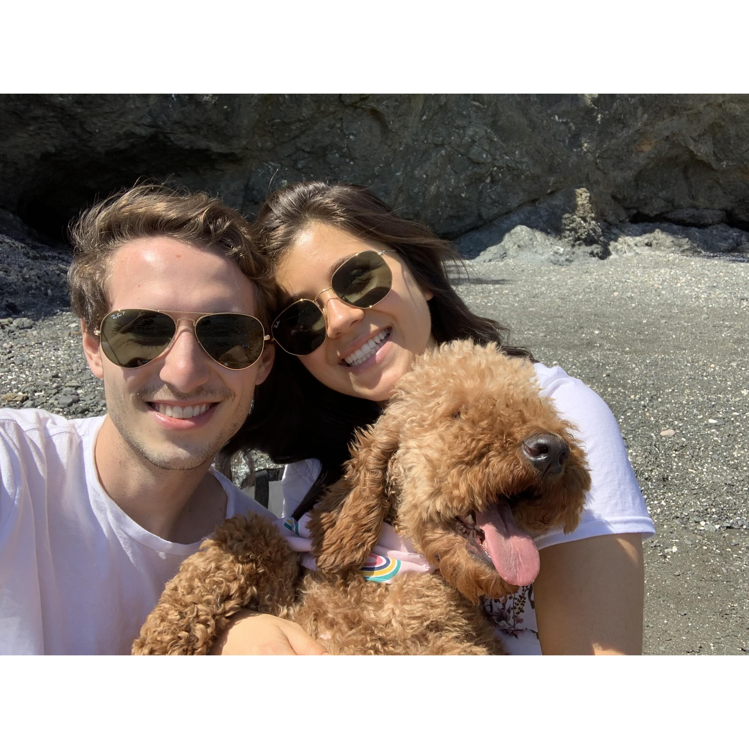 When we got little miss Ginger! Spring 2020
