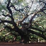 Angel Oak