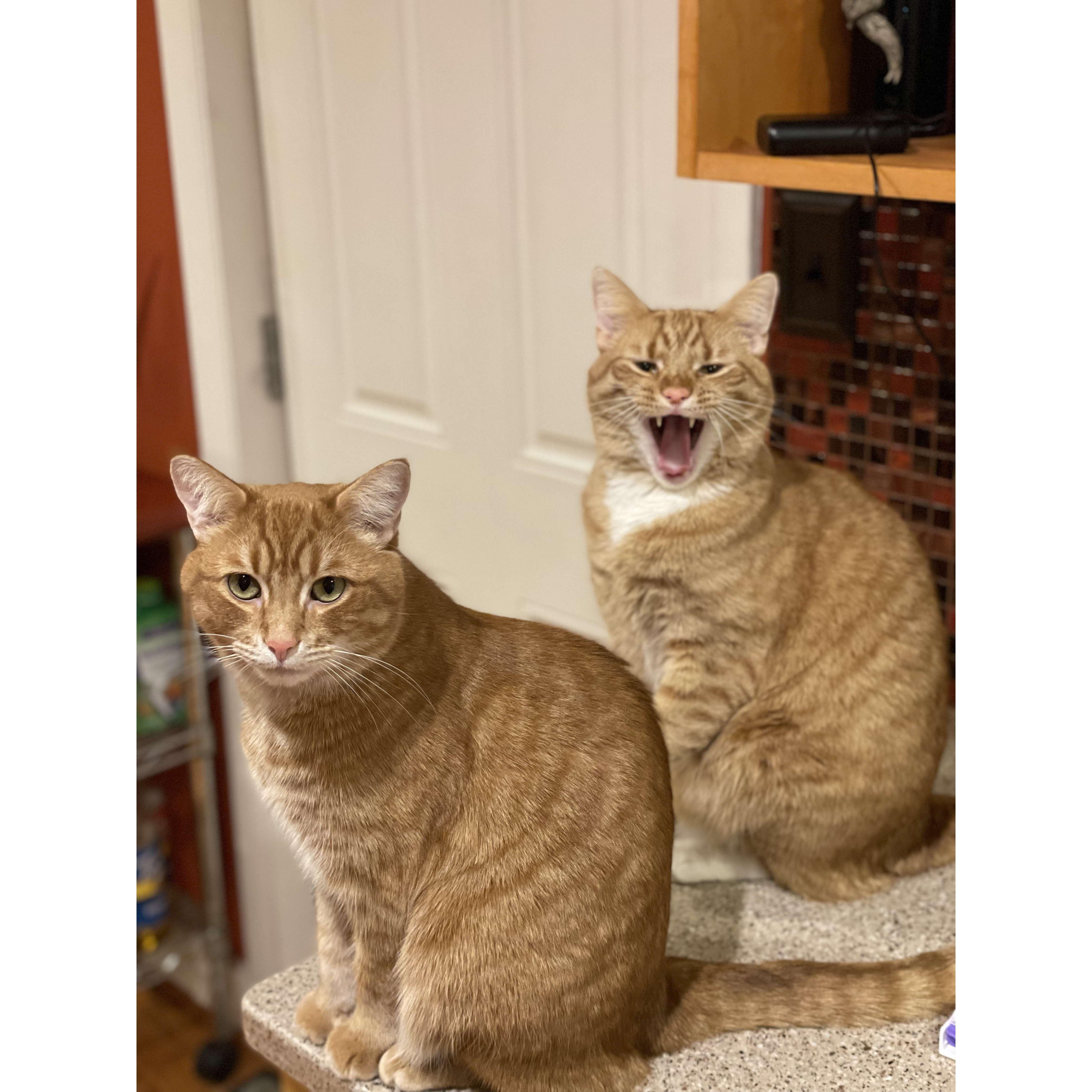 Our children: Calvin & Hobbes