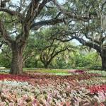 Brookgreen Gardens